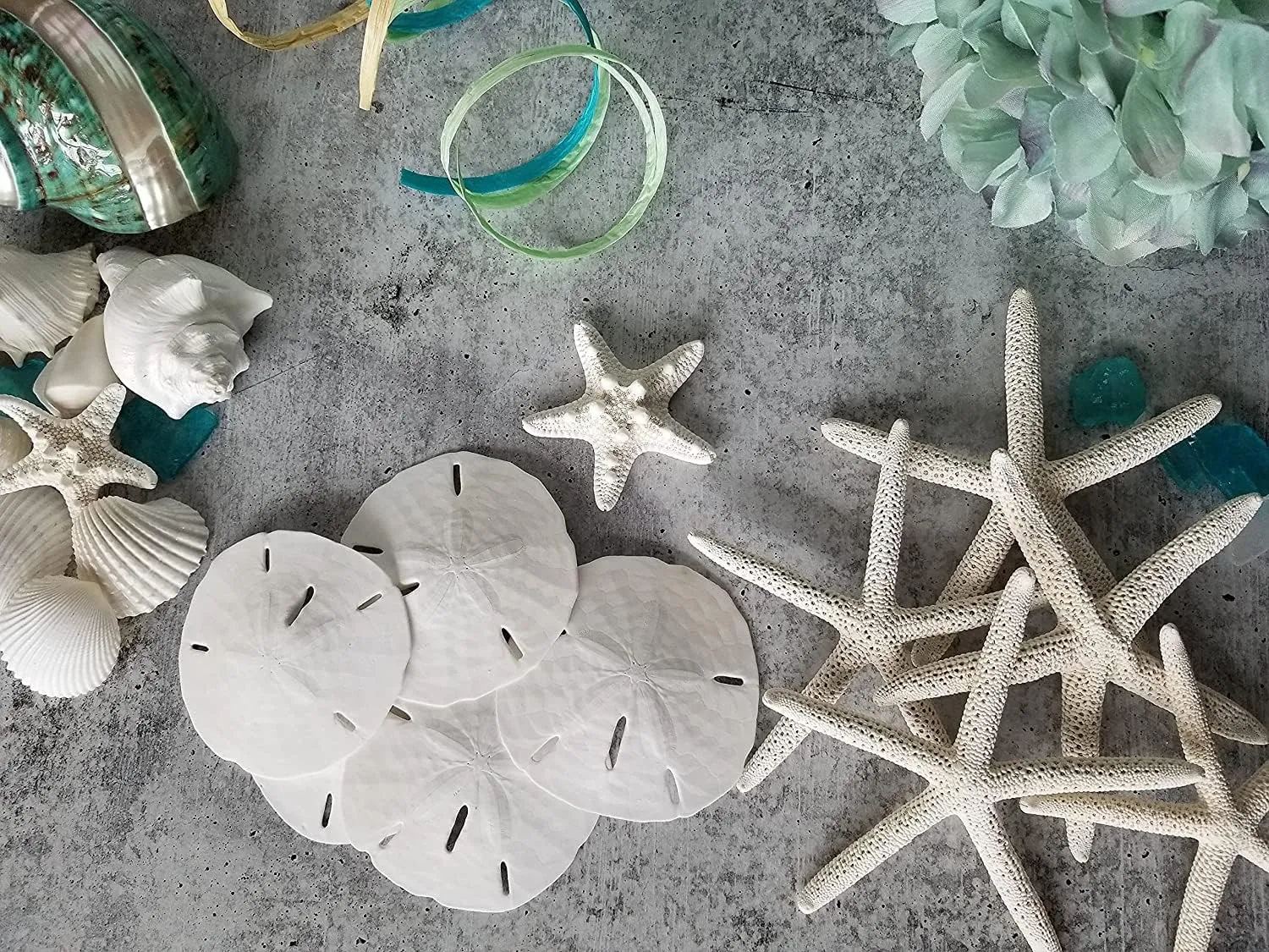 Tumbler Home White Sand Dollars 3" to 3.5" Set of 15 - Wedding Seashell Craft Sand Dollars- Hand Picked and Professionally Packed