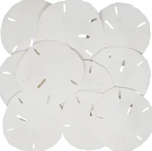Tumbler Home White Sand Dollars 3" to 3.5" Set of 15 - Wedding Seashell Craft Sand Dollars- Hand Picked and Professionally Packed