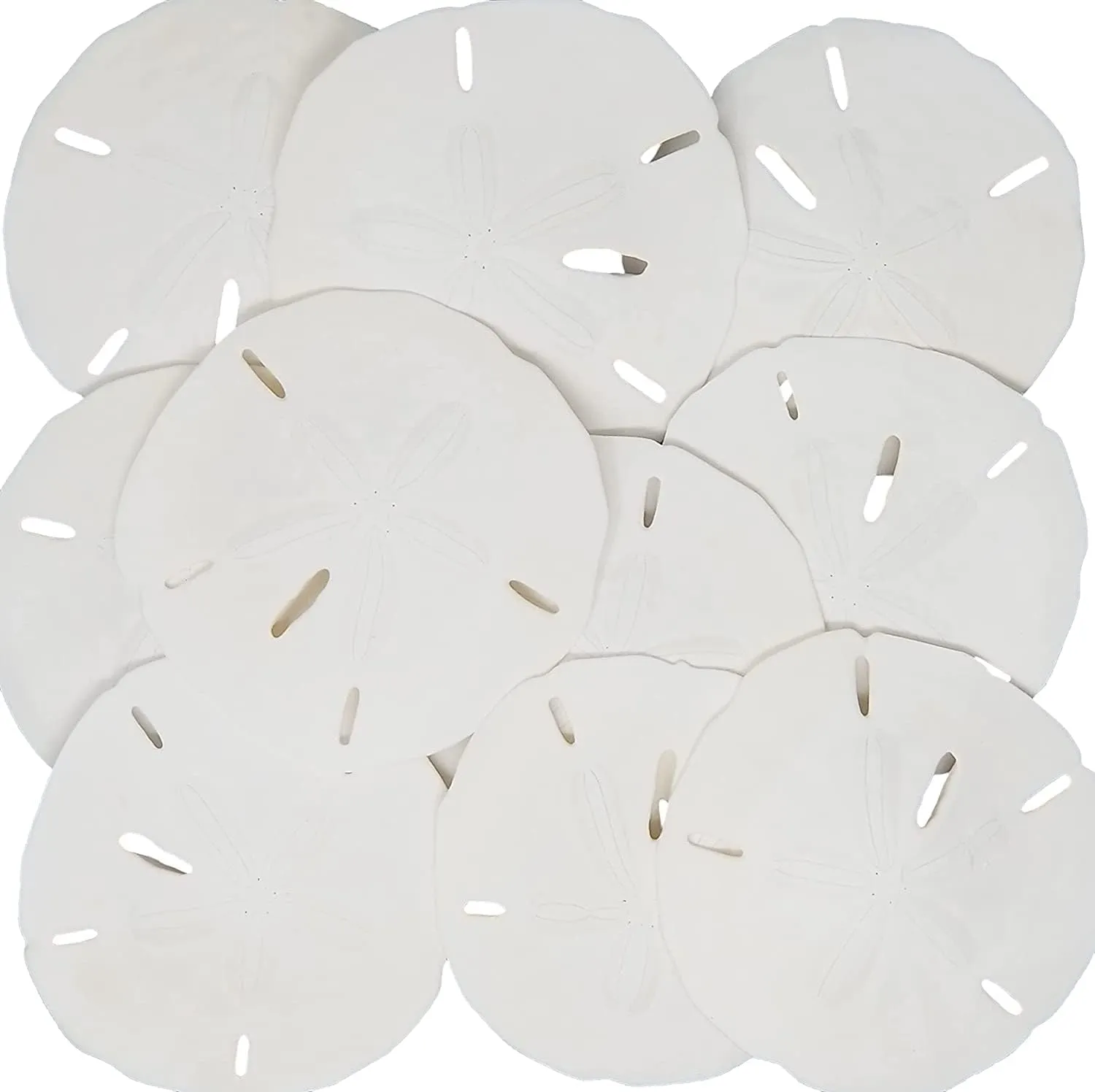 Tumbler Home White Sand Dollars 3" to 3.5" Set of 15 - Wedding Seashell Craft Sand Dollars- Hand Picked and Professionally Packed